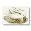 Plumed Egrets by Elizabeth Gould - Wrapped Canvas-55325287
