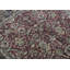 Wool Oriental Area Rug in Wine/Navy