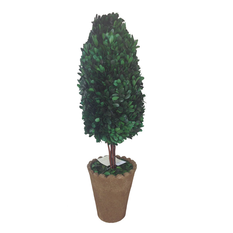 Arbre buis en pot de fleurs