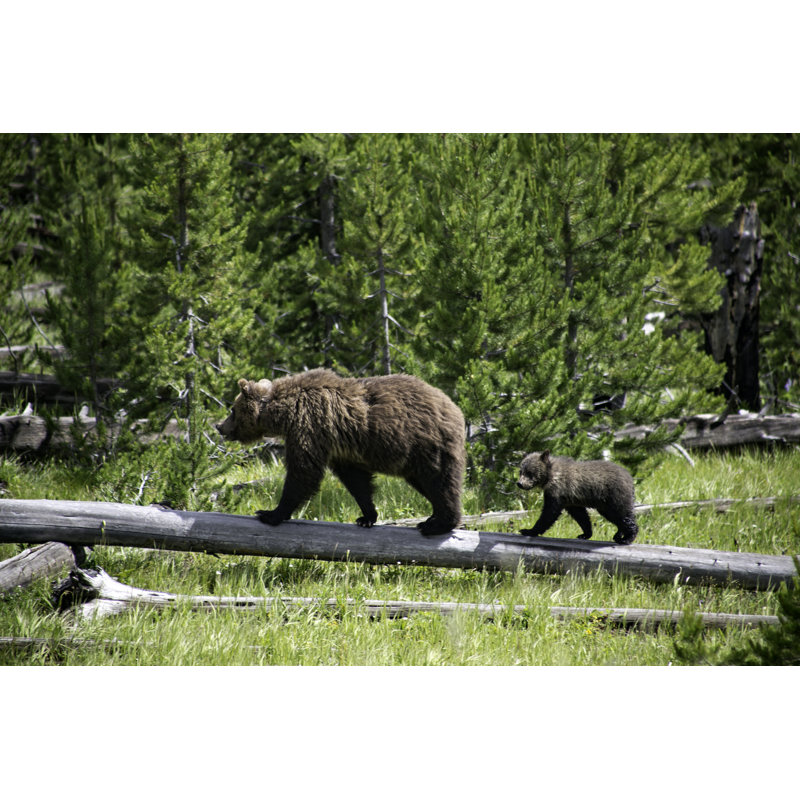 Bear And Cub - Wrapped Canvas Print, 81cm H x 122cm W x 3.8cm D