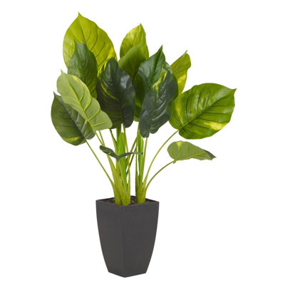 Foliage Plant in Planter