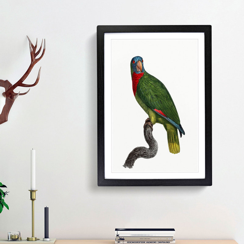 Red-Necked Amazon Parrot by F. Levaillant - Picture Frame Painting Print, 36cm H x 27cm W x 2cm D, Black Framed
