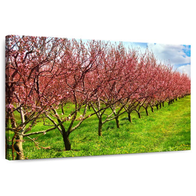 Fleurs de Harnek Peach Orchard