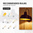 Sena Wall Light-305508126-305508127