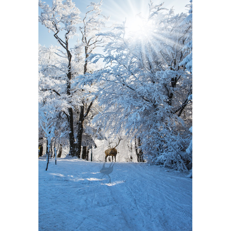 Farish Red Deer - Wrapped Canvas Print, 30cm H x 20cm W x 3.8cm D