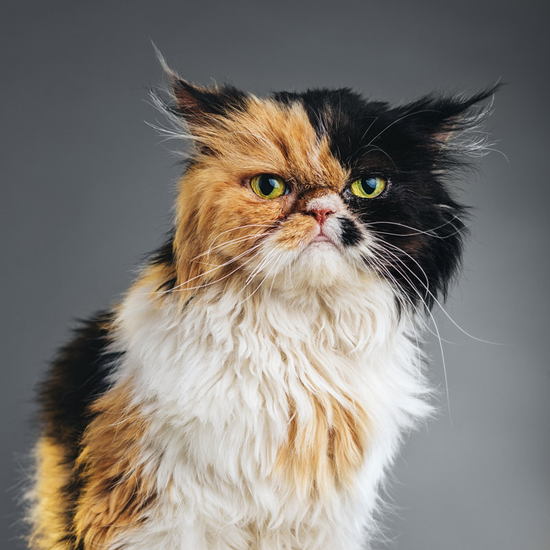 Portrait Of Persian Cat - Wrapped Canvas Print, 122cm H x 122cm W
