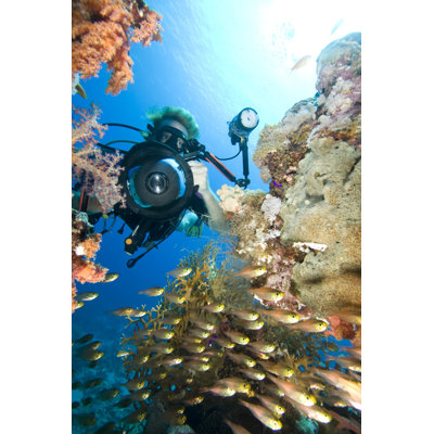 Photographe sous-marin - Photographie sur toile tendue