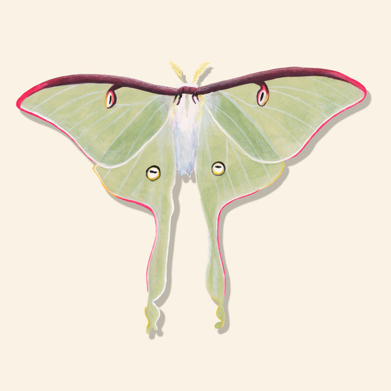 «Gavrilin Watercolor Moths IV on Canvas» par Michael Willett, reproduction, H 12 po x l 12 po