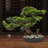 Desktop Artificial Bonsai Pine Tree