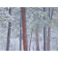 Winter Ponderosa Pine Forest Photographic Print-65795927-65795930