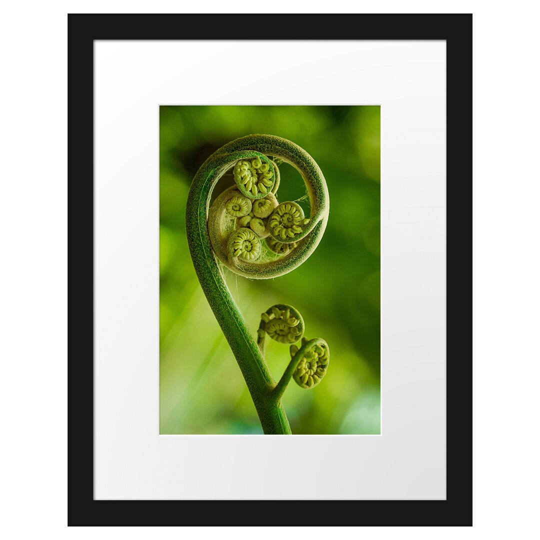 Gerahmtes Poster Blatt von einer Farne im Wald