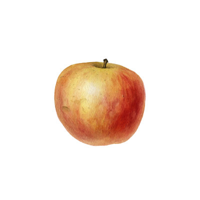 Watercolour Drawing Apple by Cat_arch_angel - Wrapped Canvas Print