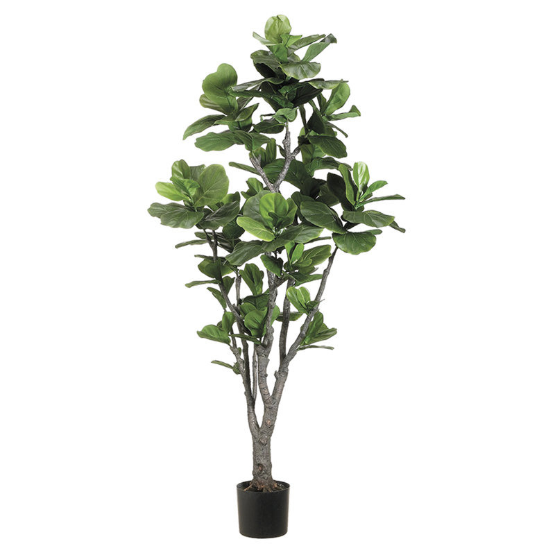 6'fiddle Lf.fig Tr(pu/trk)(p)