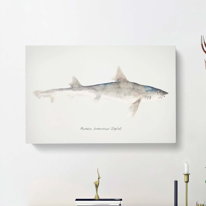 Illustration of a Dogfish by F.E. Clarke - Wrapped Canvas, 50cm H x 76cm W x 3cm D