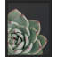 " Cactus Succulent Close Up Southwest Red Trip Green "-98266478-98266480