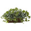 Plante ivy artificielle 13" en panier