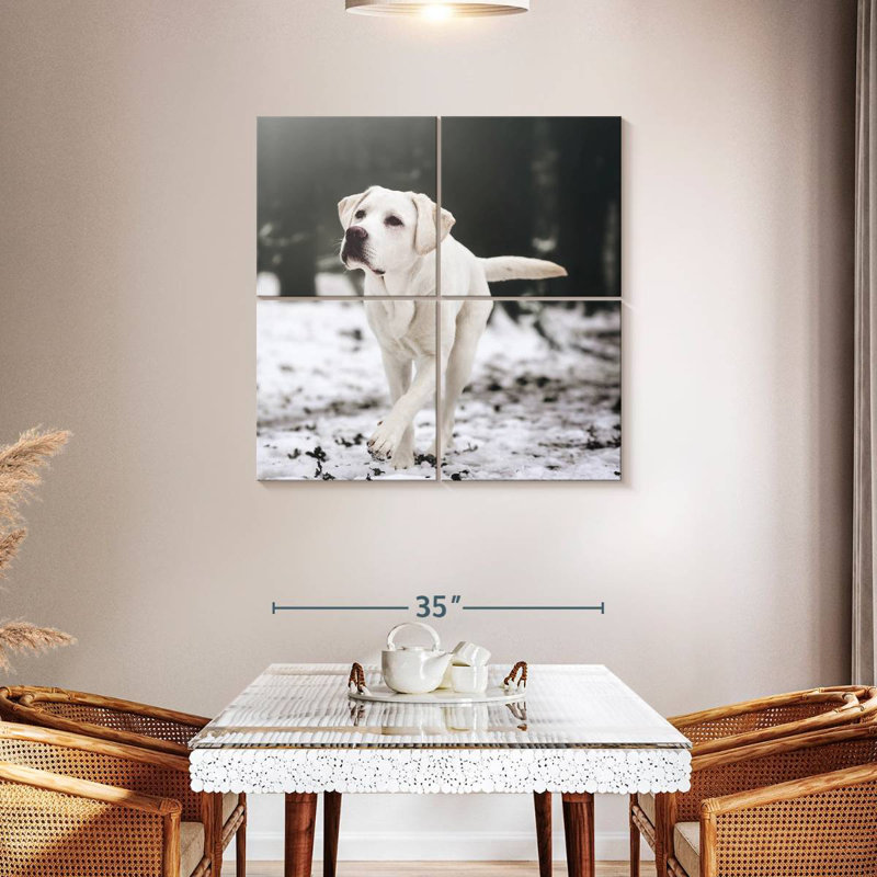 Brampt Labrador Retriever, H 38 po x l 38 po
