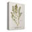 " Nature Printed Ferns X "-25879277