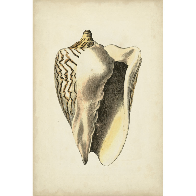 Sealife Collection I - Wrapped Canvas Print, 76cm H x 51cm W x 3.8cm D