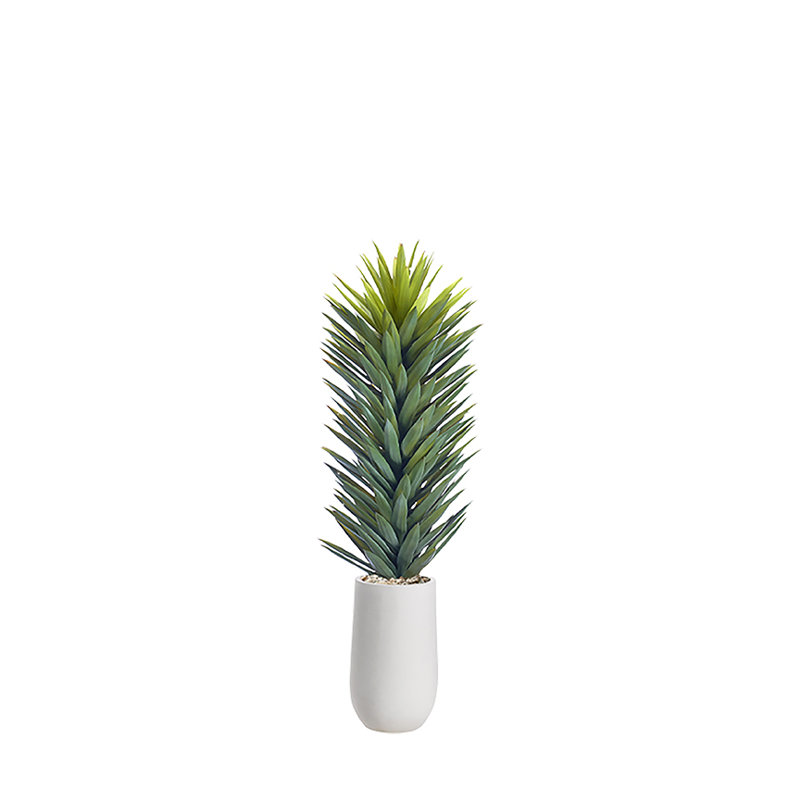 Indoor Outdoor Agave Sisalana in Tall White Planter