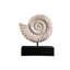 Ammonite Fossil Sculpture on Museum Mount Sculpture