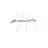 Spoon Ant