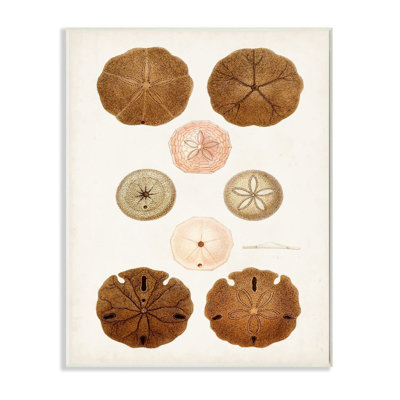 «Beach Sand Dollar Illustration Vintage Marine Study» par l'inconnu, impression sur toile