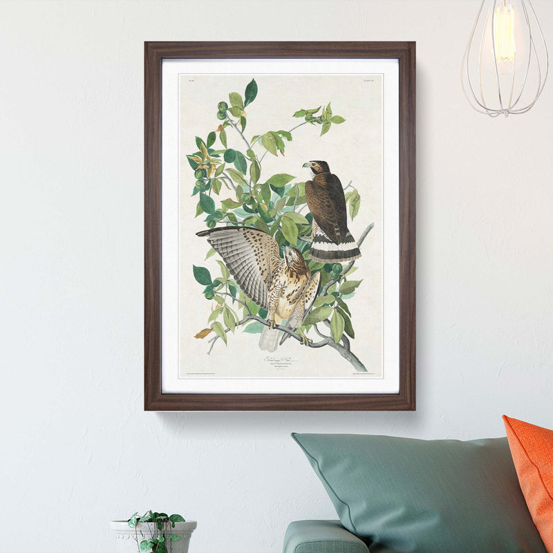 Brown-Winged Hawk by John James Audubon - Picture Frame Art Print, Walnut Framed, 65cm H x 48cm W x 2cm D