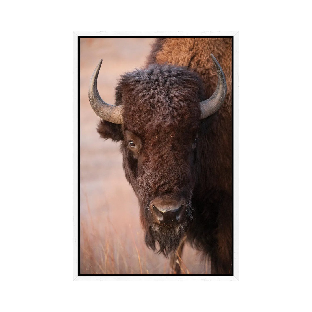 Ein Bison auf einer Ranch in der Nähe von Valentine, Nebraska von Joel Sartore - Gallery-Wrapped Canvas Giclée on Canvas