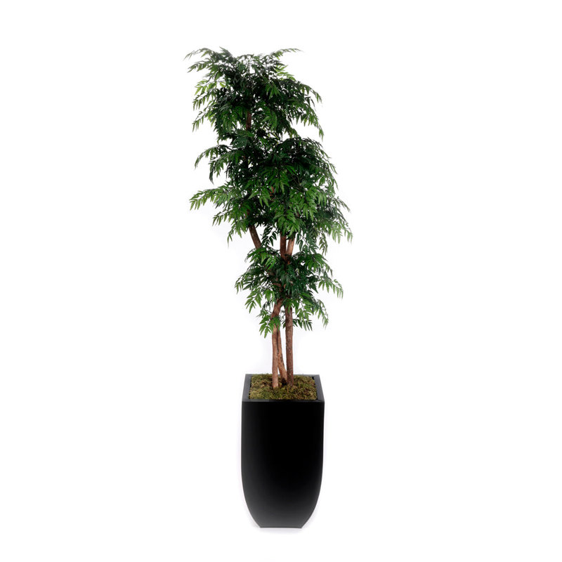 Aralia, troncs en bois véritable dans un pot en étain noir effilé, H 90 po x l 27 po x P 26 po