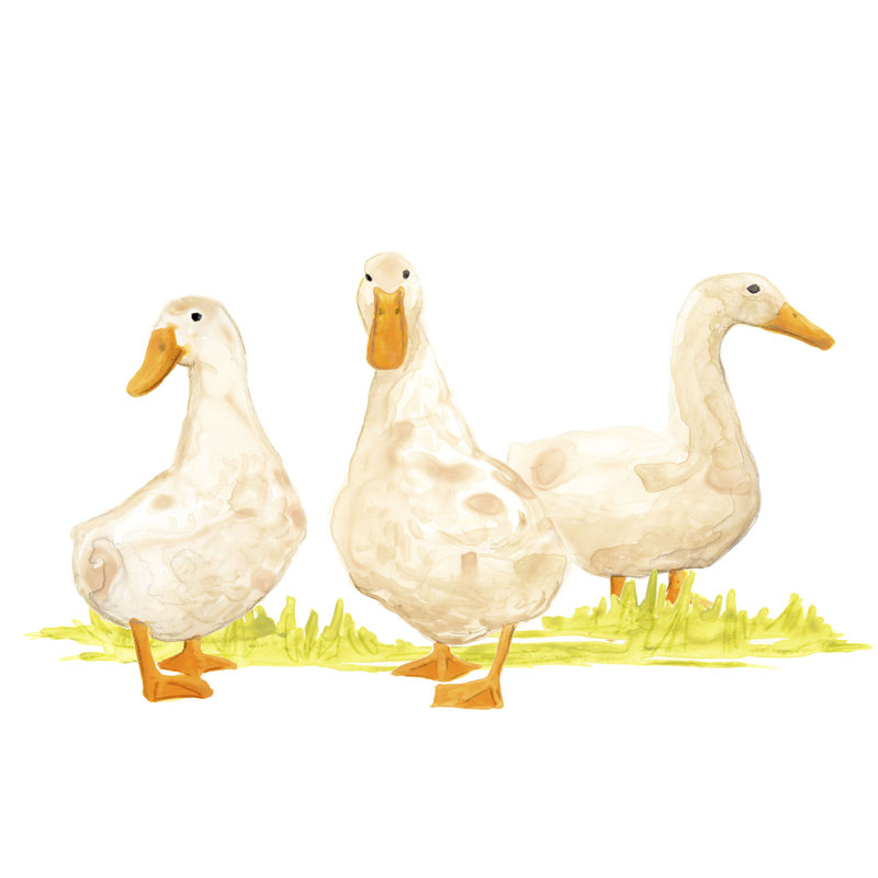 Quack Squad II - Painting, 81 cm H x 122 cm W, Black Floater Framed