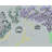 " Jacaranda " by Deborah Blum-1497812523
