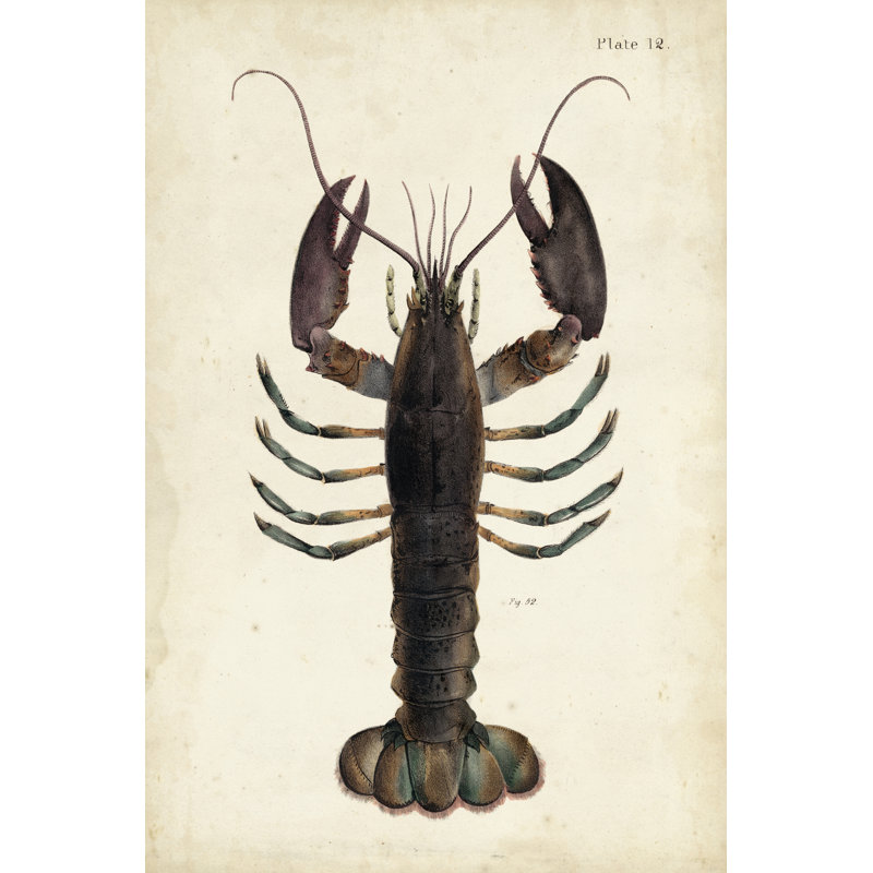 Vintage Lobster by DeKay - Wrapped Canvas Rectangle Art Prints, 46cm H x 30cm W x 3.8cm D