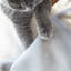 Manning Hammock Pet Bed