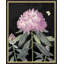 Poetic Botanicals 1 Print by Lillian August