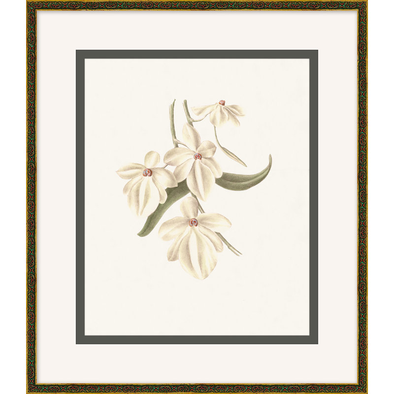 Wild Orchid 1