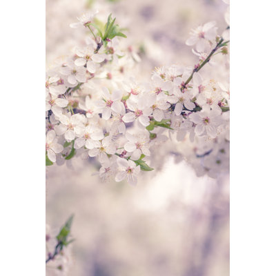White Cherry Blossoms - Wrapped Canvas Print