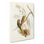 Grass-Parakeets by Elizabeth Gould - Wrapped Canvas-55365984