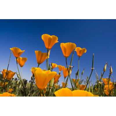 California Poppies - Wrapped Canvas Print
