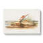 Orange Mice by J.W. Audubon - Wrapped Canvas Painting-55366722
