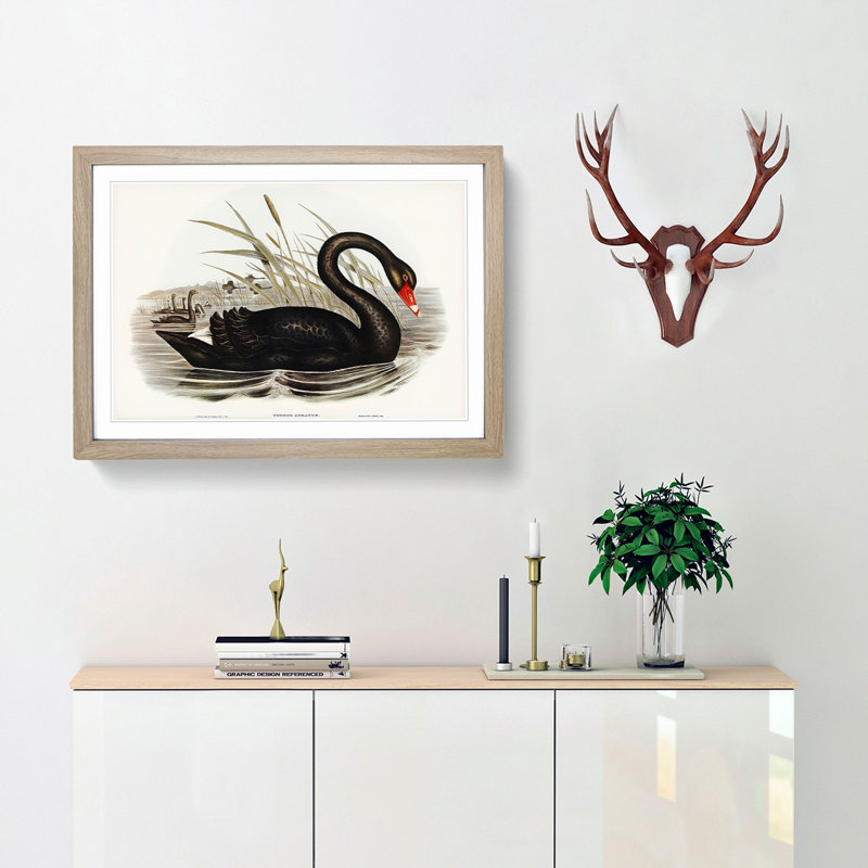 Black Swan by Elizabeth Gould - Picture Frame Art Print, Oak Framed, 48cm H x 65cm W x 2cm D