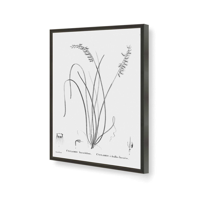 Cyclamen by lettered & lined Art Print, 30 W x 40 H, Black, Framed Print