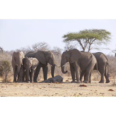 " Dead Elephant Baby. Group Of Elephants Mourning " by Brittak