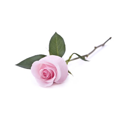 Pink Roses (XL)