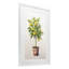 «Citrus Tree Serenade», reproduction sous verre encadrée, design par Andrea Haase-348723695-348723694