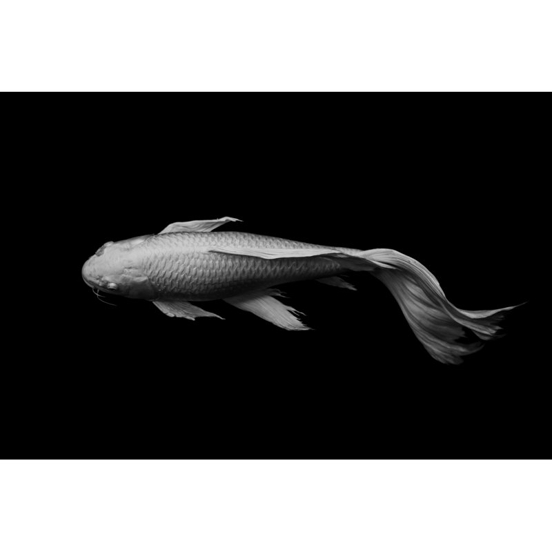Koi Fish - Wrapped Canvas Print, 30cm H x 46cm W x 3.8cm D