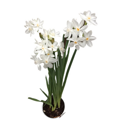Paperwhite Bulbs 14-16+ 50 Bulbs (Ziva)