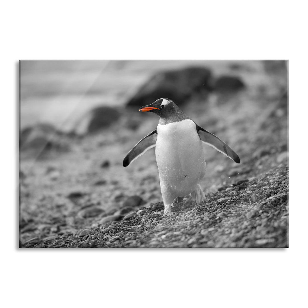 Glasbild Wandbild Auf Echtglas Pinguin Am Steinstrand Inkl. Aufhängung Und Abstandshalter LF5002