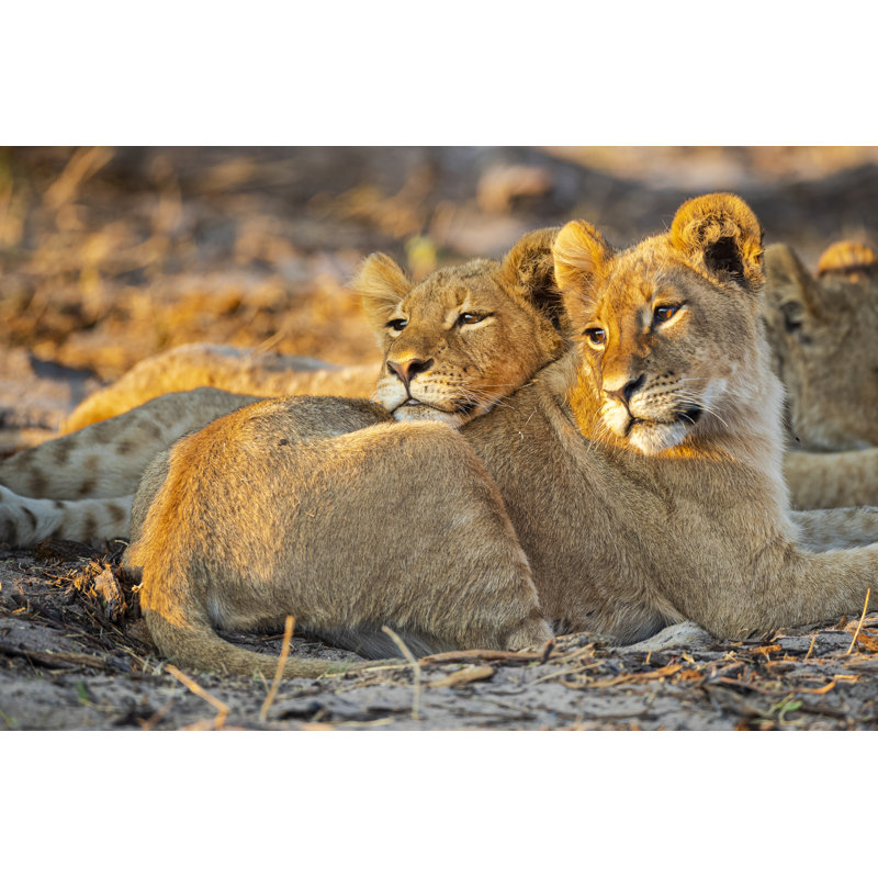 Lions Relaxing At Sunset by Dennis Stogsdill - Wrapped Canvas Print, 51cm H x 76cm W