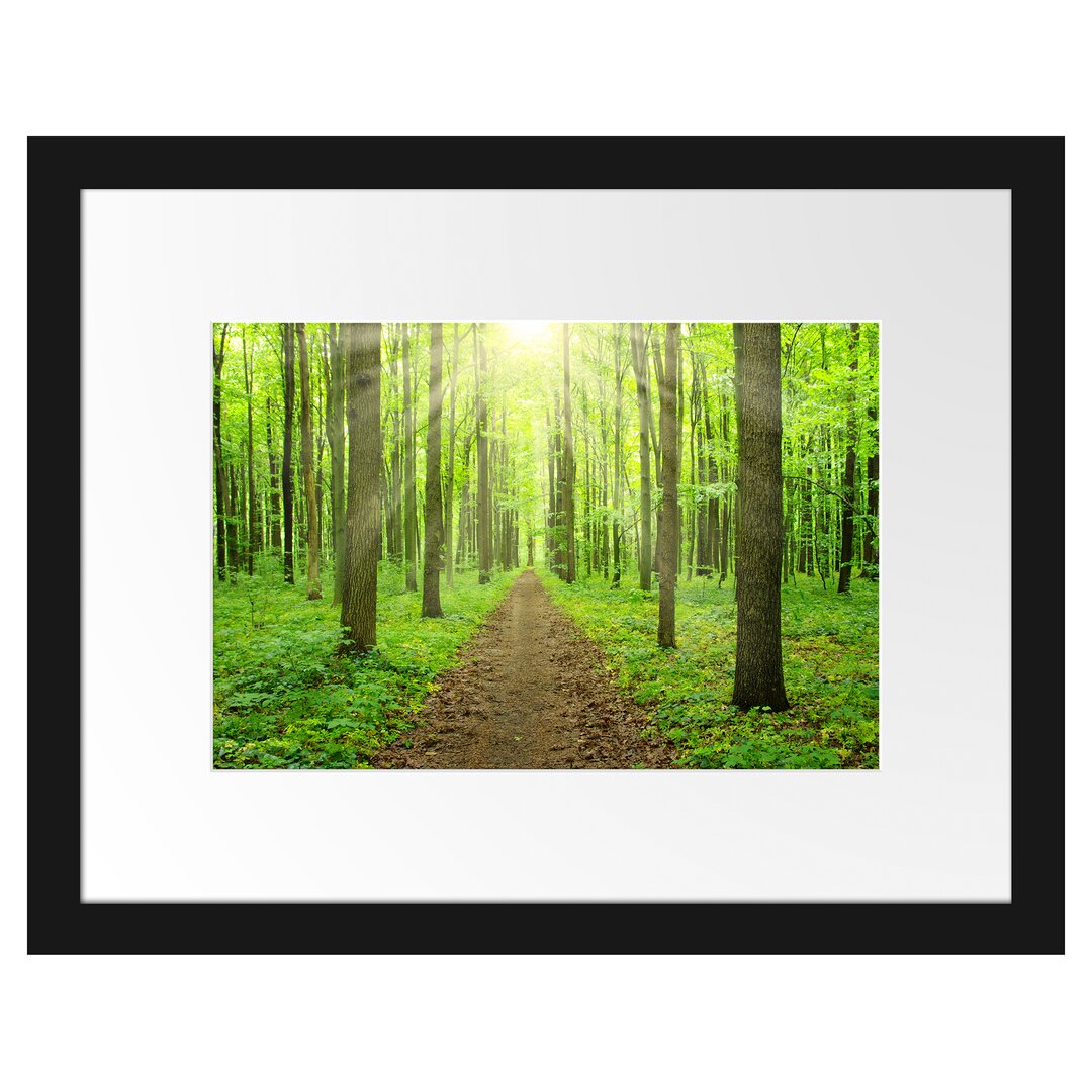 Gerahmtes Poster Sonne im Wald